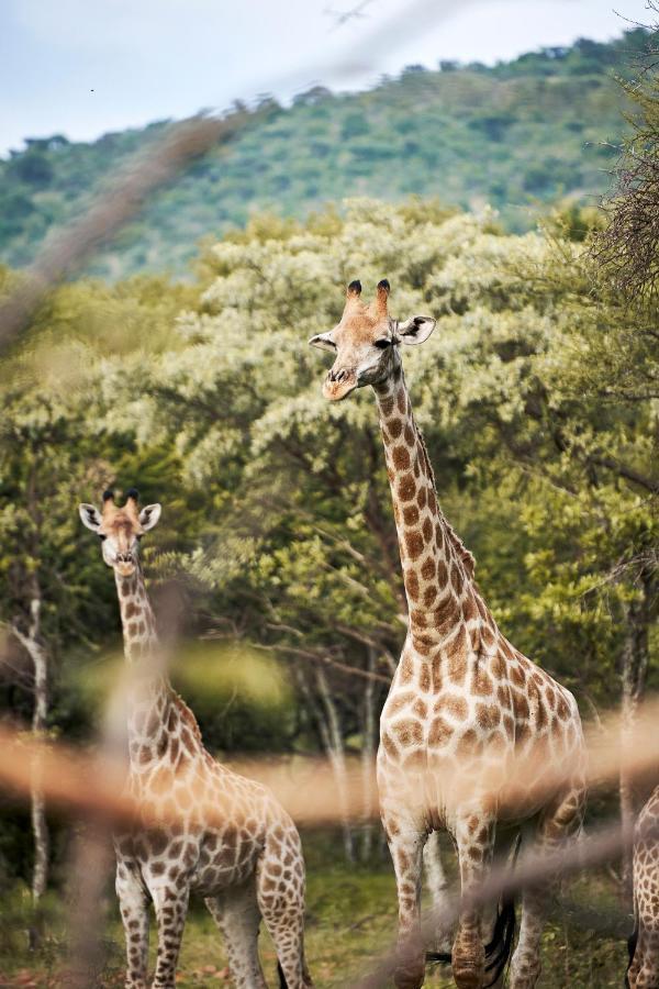 Letamo At Qwabi Private Game Reserve By Newmark Bela-Bela Exterior foto